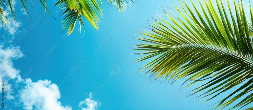 Poster palm leaves create a scenic tropical backdrop with a clear blue sky providing ample copy space image