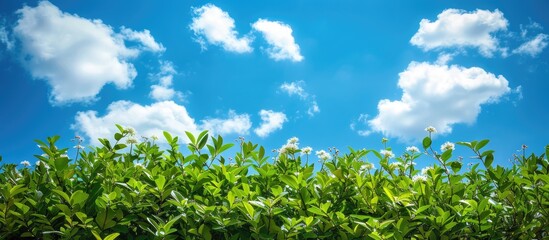 Obraz premium Green plants and blooming flowers contrast beautifully with the vivid blue sky, creating a picturesque scene with copy space image.