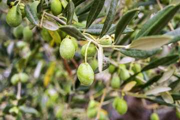 Olives in an olive tree