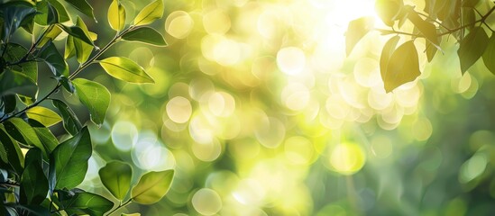 Bright summer sunlight beautifully highlights an abstractly blurred foliage backdrop, creating a bokeh effect with copy space image.