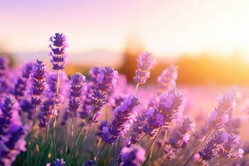 Fototapeta premium Nature landscape lavender flower.