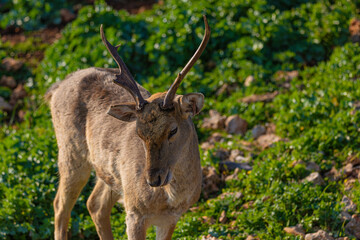 portrait of a deer with big antlers	