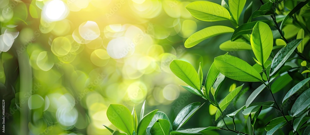 Fototapete use image of sunlit green leaves with blurred background for design and wallpaper, symbolizing growt