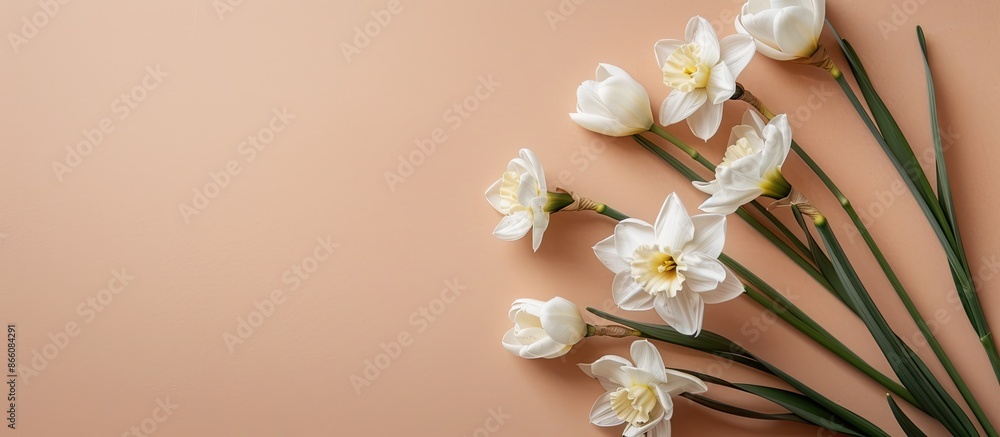 Poster a flat lay composition showcasing narcissus flowers and white tulips on a beige background with ampl