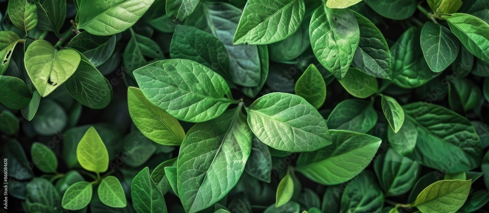 Poster a vibrant abstract background featuring various green leaves from a live bush with copy space image.