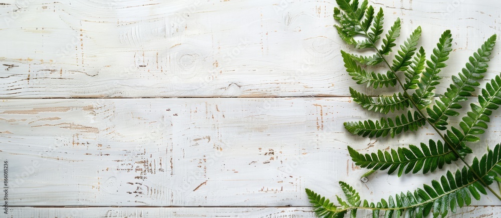 Poster fern displayed against a white wooden backdrop with copy space image.
