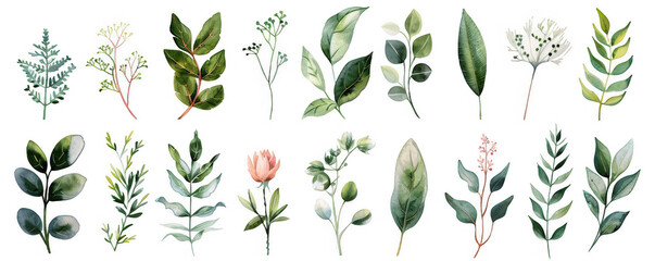 Botanical Watercolor Collection of Leaves and Flowers