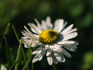 Fototapeta premium Close up of a daisy