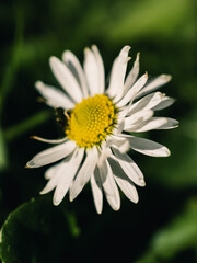 Fototapeta premium Close up of a daisy
