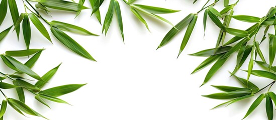 Bamboo leaves arranged with copy space image on a white background.
