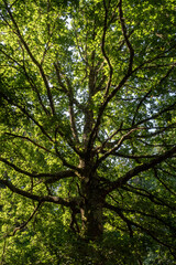 Quercus robur. Common or sessile oak. Trunk and branches covered in leaves.