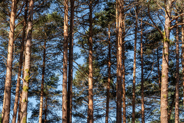 Pinus sylvestris. Scots pines, sessile pines. Detail of the elevated trunks with their reddish brown bark.