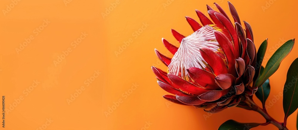 Aufkleber Close up of a stunning red protea flower against an orange backdrop with ample copy space image.
