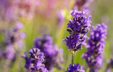Close Up Of Lavender Flowers In Field On Sunny Day