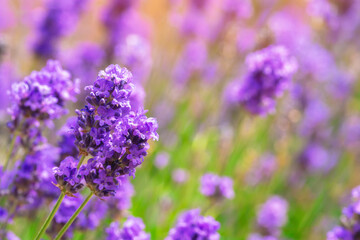 Close Up of Lavender Flowers in Field on Sunny Day