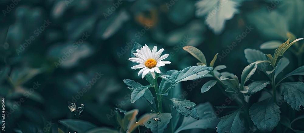 Poster a delicate flower blooming in a botanical garden, with a serene backdrop for a potential copy space 