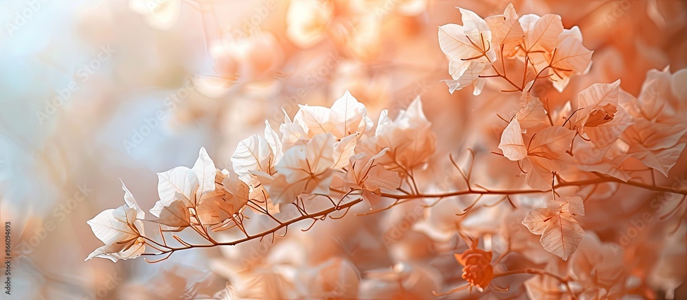 Sticker background of white to brown blooming bougainvillea flowers, creating a floral blur background with 