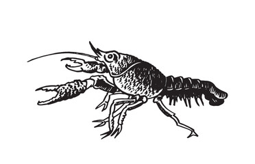 Graphical cancer isolated on white background, seafood element. Vector illustration