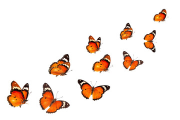 Beautiful monarch butterfly isolated on white background. Set of Big Monarch butterflies, isolated on white background. Tawny Coster (Acraea violae) Acraea terpsicore. © Gan