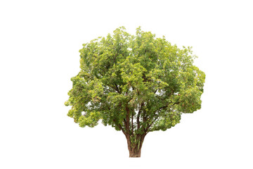 Isolated (Burma padauk) Pterocarpus macrocarpus trees on white background. tropical trees isolated...
