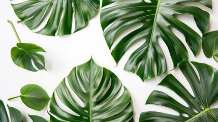 Green Monstera Leaves on White Background Summer Concept
