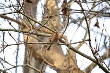 Ornithology.  A Chaffinch (Fringilla coelebs) perched on a tree branch. Bird, animal. 
