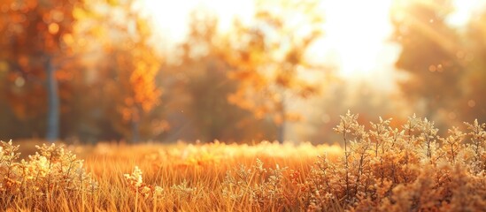 Obraz premium Scenic autumn meadow with traditional grass in fall hues, featuring a blurry background of trees - ideal for a copy space image.