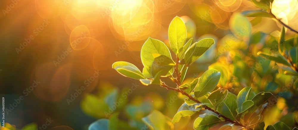 Aufkleber a youthful shrub in nature amid warm sunset rays, creating a spring/summer themed backdrop with a be