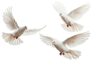 Obraz premium Bird animal pigeon flying.