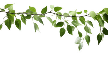 Minimalist Hanging Green Branches