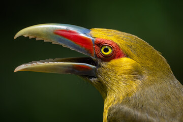 Saffron Toucanet - Pteroglossus bailloni, beautiful colored bird from Atlantic forests of South America, Brazil.