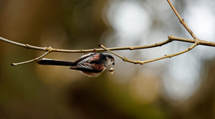 Long tailed tits feeding in the woods