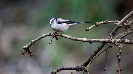 Long tailed tits feeding in the woods