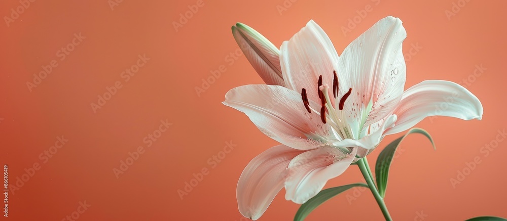 Poster a minimalistic royal lily flower set against a soft coral background, creating a tranquil scene with