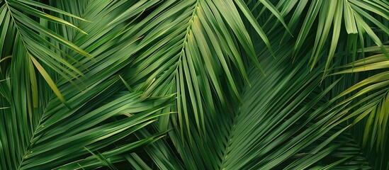 Palm tree leaf striped texture ideal for environmental, travel, and interior design themes with a spacious copy space image for banners.