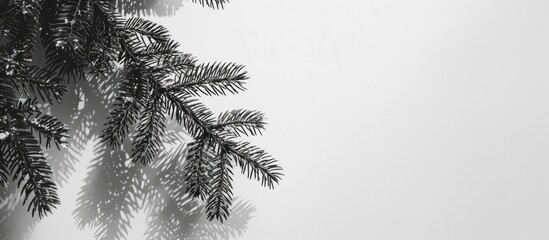 Naklejka premium Blurred shadow of a Christmas tree branch against a white-gray backdrop, ideal for a copy space image.