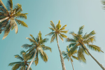 Low angle view of palm trees growing against blue sky during sunny day