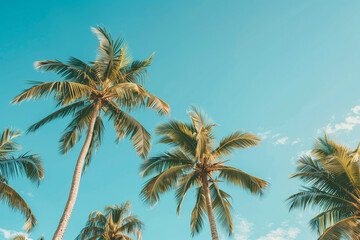 Low angle view of palm trees growing against blue sky during sunny day