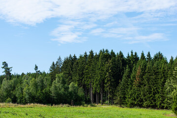 Fototapeta premium Der Wald als Ökosystem in einer Panoramaaufnahme