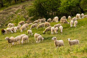 Fototapeta premium flock of sheep segureñas, El Atunedo, natural park sierras de Cazorla, Segura y Las Villas, Jaen, Andalucia, Spain