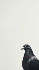 Fototapeta premium A pigeon animal bird dove.