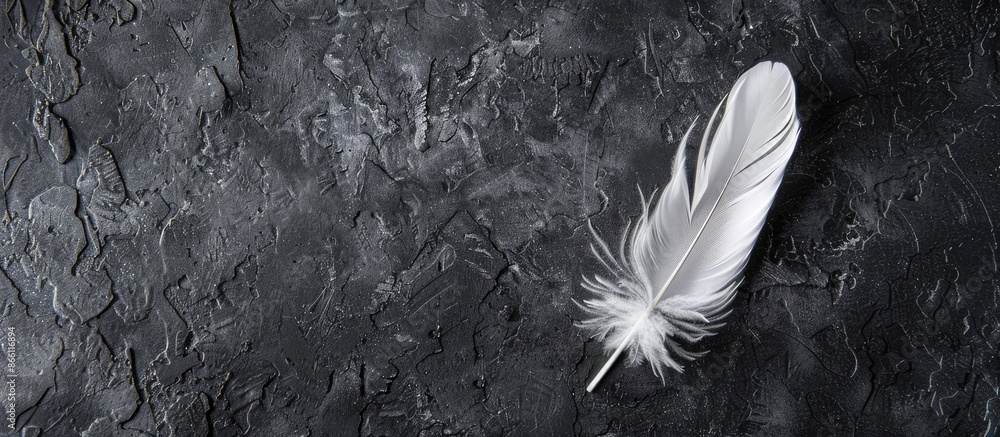 Poster feather on a black concrete background with copy space image available.