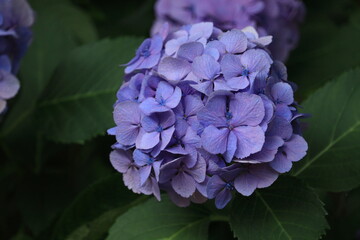 紫色のアジサイ