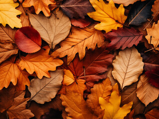 Obraz premium Colorful Autumn Leaves on Ground, Vibrant Fall Foliage, Seasonal Nature Background with Copy Space