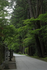 日本の森　和風　日本の風景　石畳