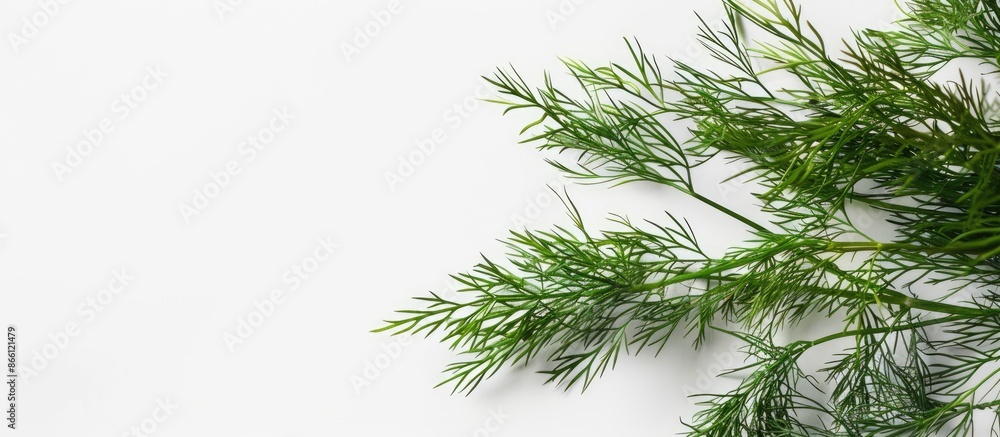 Poster a close-up studio image of green dill sprigs on a white background with a frame for text, isolated w