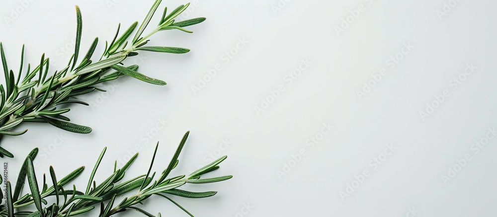 Poster a vibrant green sprig of rosemary on a white backdrop with empty space for text in the image. image 
