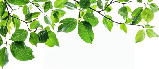 A branch with lush green leaves against a white background with copy space image.