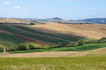 Fototapeta premium landscape with field and blue sky in santa luce