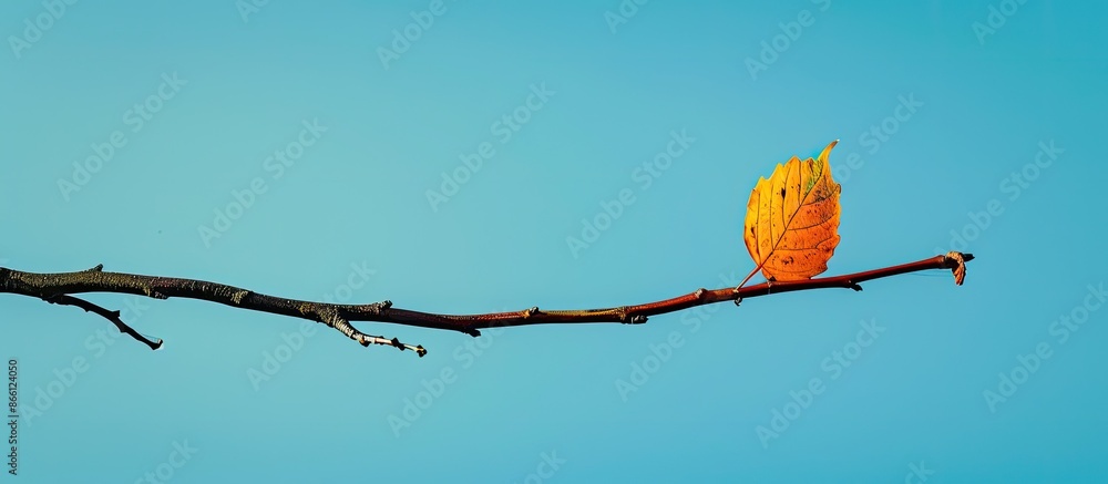 Poster a lone leaf adorning a tree branch against a clear blue sky, creating a tranquil scene with copy spa